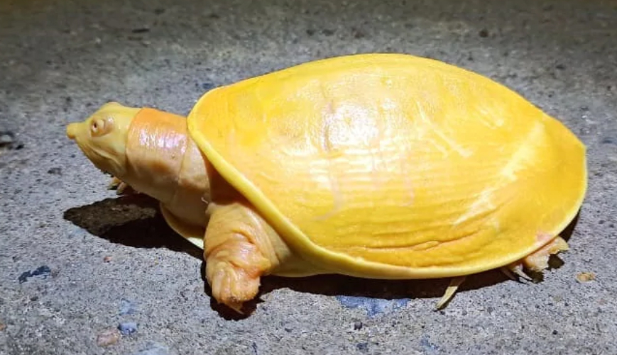 yellow turtle